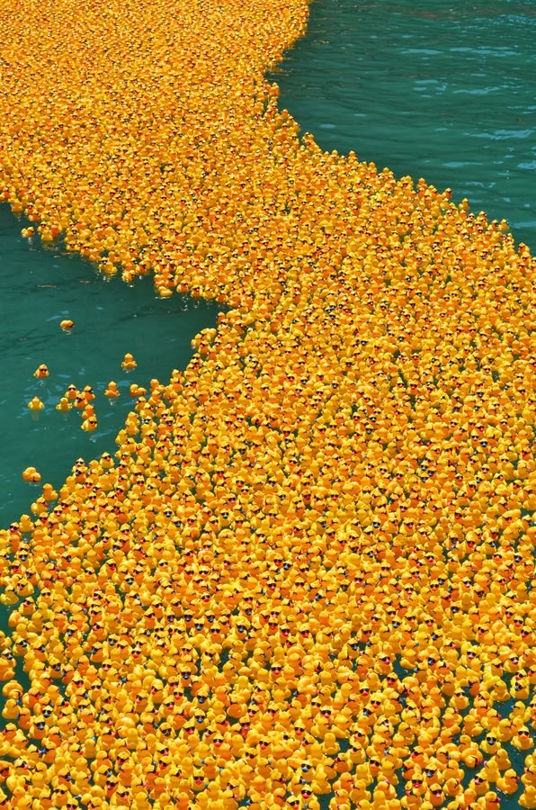 سباق البطات