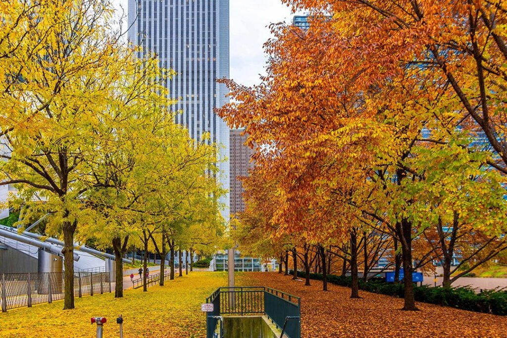 أفضل الأماكن لمشاهدة أوراق الخريف المتساقطة في شيكاغو – الجزء الأول