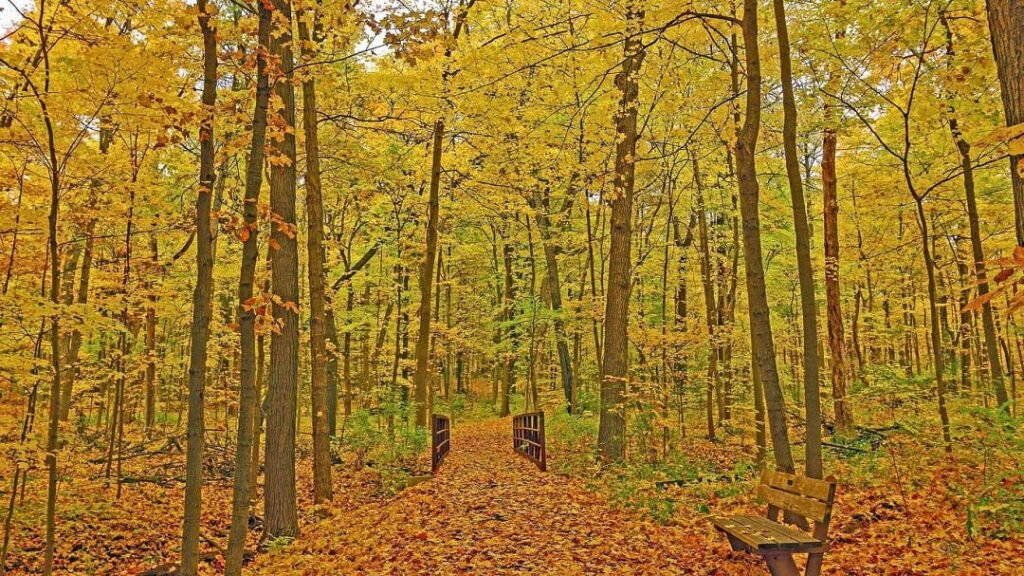 مشتل مورتون يوفر علاج المشي بالغابة للتخلص من التوتر والإرهاق