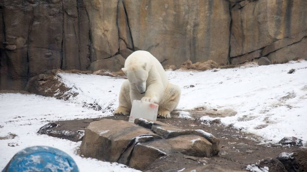 ستخرج حديقة حيوان «لينكولن بارك» من سباتها الشتوي في مارس