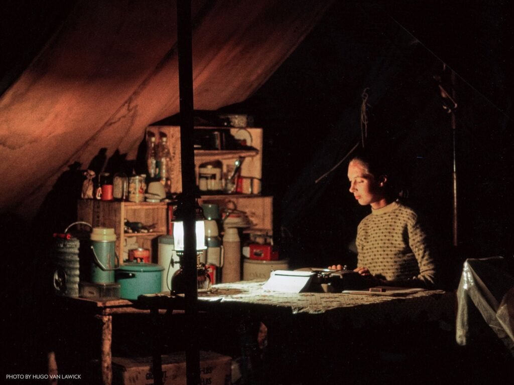 تعرّف على مسيرة الدكتورة «جين جودال» التي غيرت دراسة العالم الطبيعي