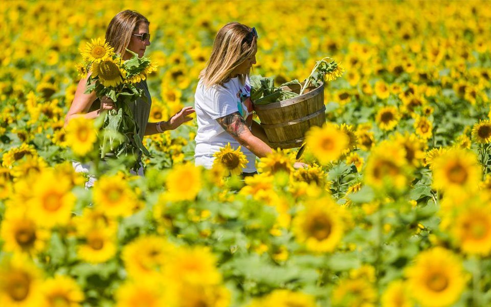 أفضل حقول عباد الشمس في مدينة "شيكاغو"