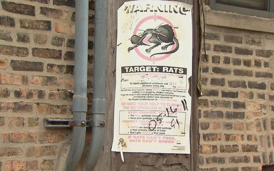 للسنة السابعة على التوالي… شيكاغو المدينة الأكثر احتواءً على القوارض