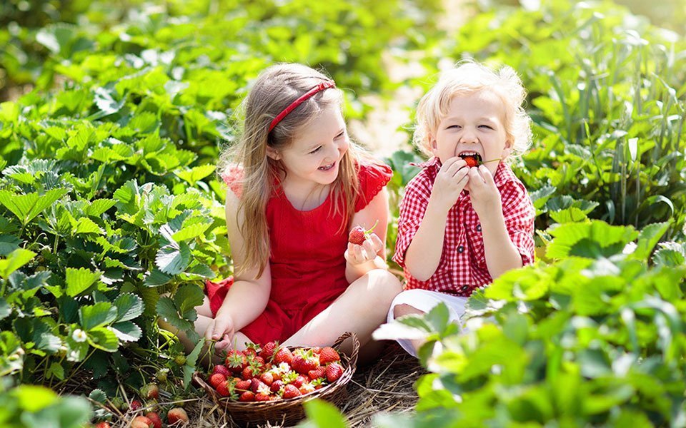 أفضل مزارع الفاكهة في شيكاغو الجزء 1