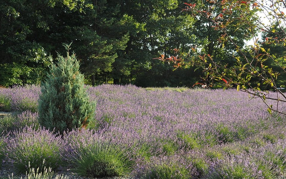 أجمل مزارع الخزامى في شيكاغو