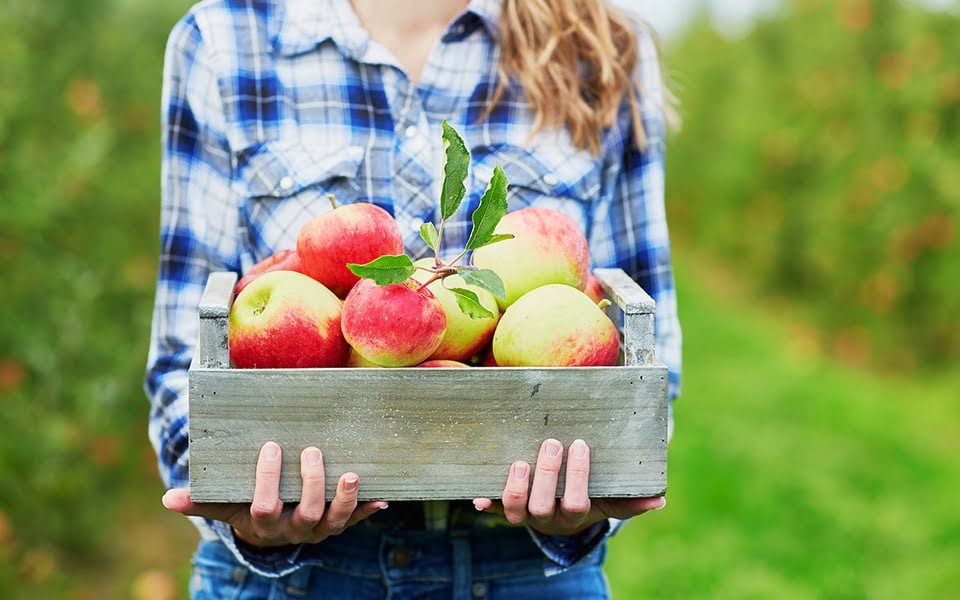 أفضل مزارع التفاح في شيكاغو الجزء الأول