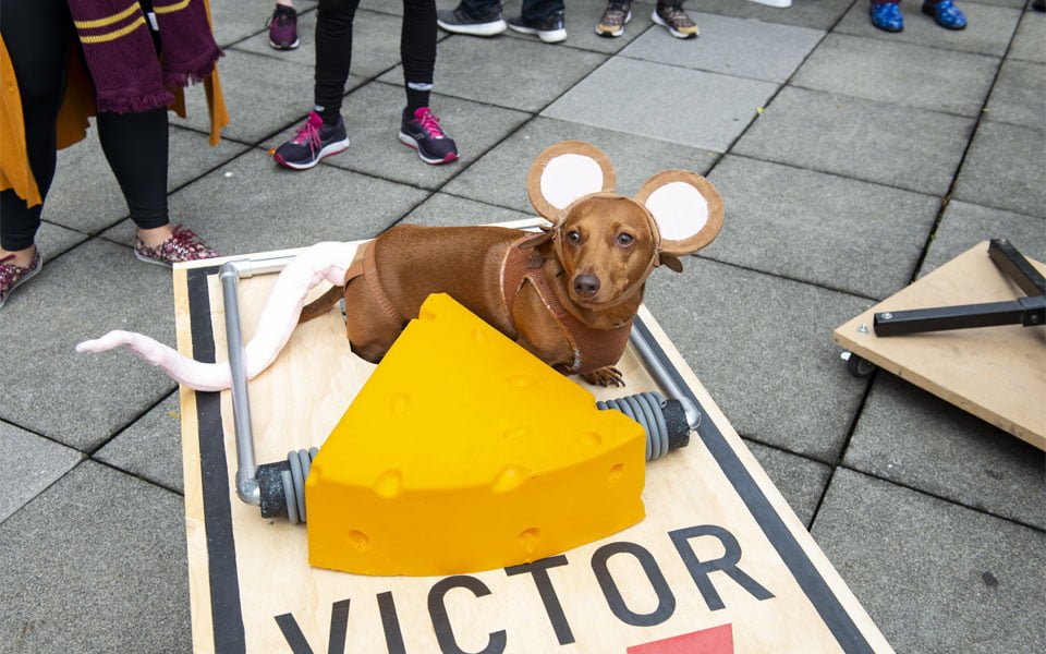 "ستريت فيل دوغ" يعود للسنة 35 هذا العام