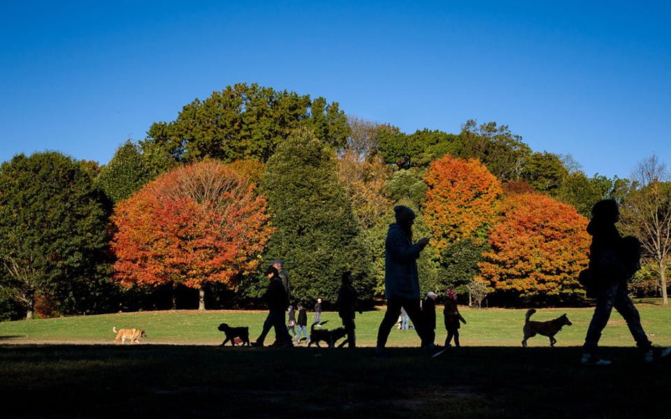 منتزه "بروسبكت بارك" (Prospect Park)