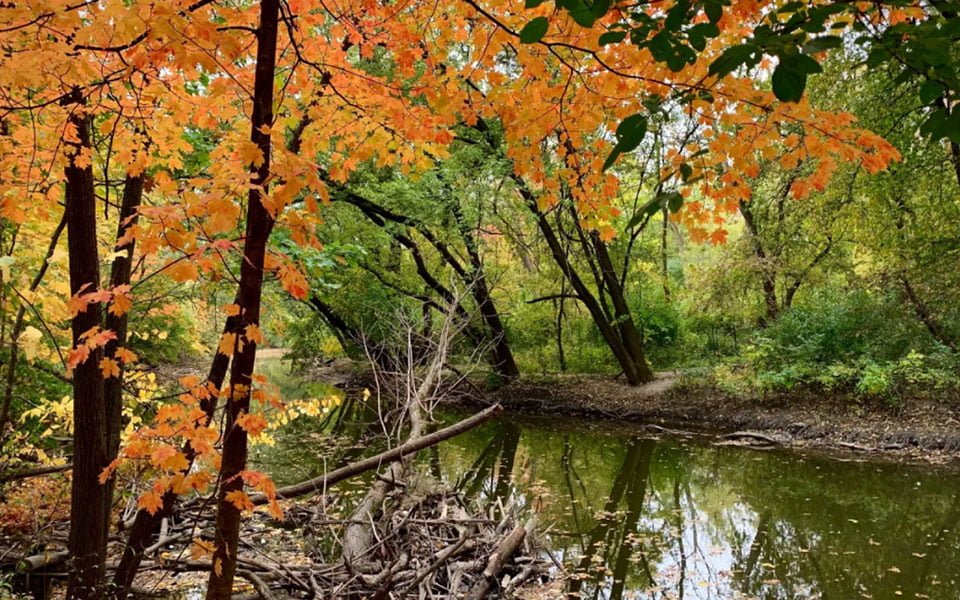 غابة "لاباغ" ملاذ طبيعي في قلب شيكاغو