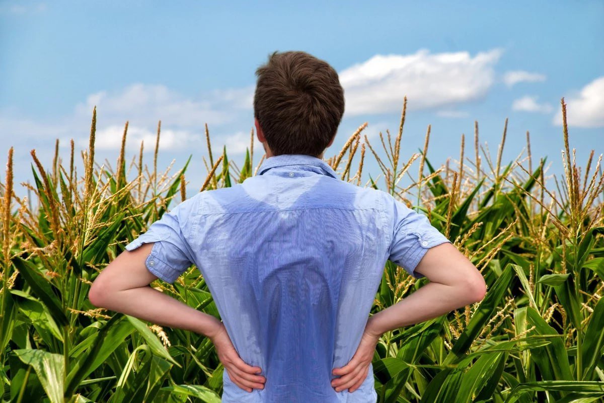 corn